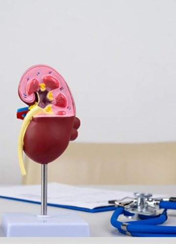 The Early Signs andSymptoms of Chronic Kidney Disease