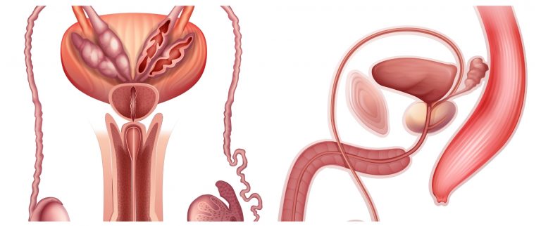 Testicular Health Matters: Essential Tips Every Man Should Know
